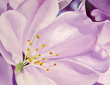 Tidal Basin Blooming 2