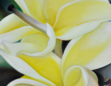 Yellow Plumerias